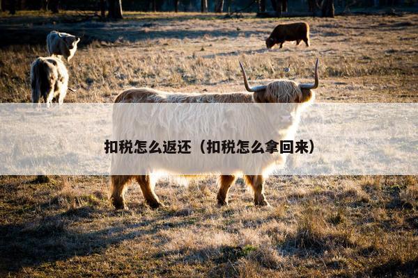 扣税怎么返还（扣税怎么拿回来）