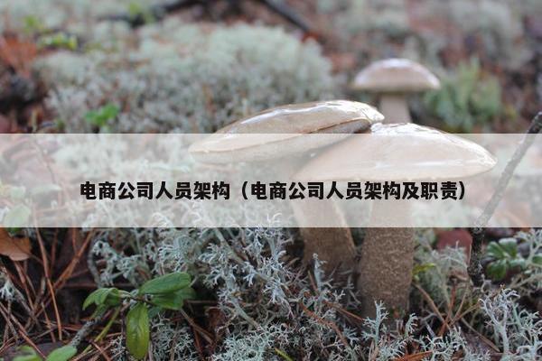 电商公司人员架构（电商公司人员架构及职责）