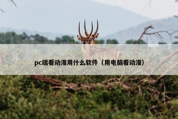pc端看动漫用什么软件（用电脑看动漫）
