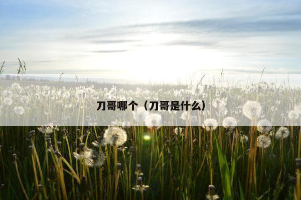 刀哥哪个（刀哥是什么）