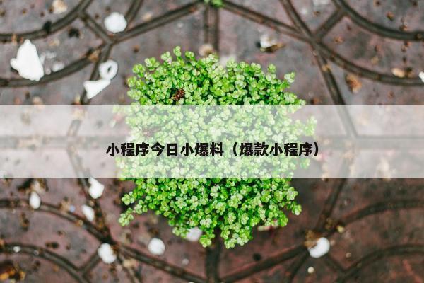 小程序今日小爆料（爆款小程序）