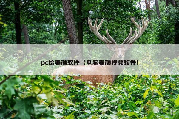 pc给美颜软件（电脑美颜视频软件）