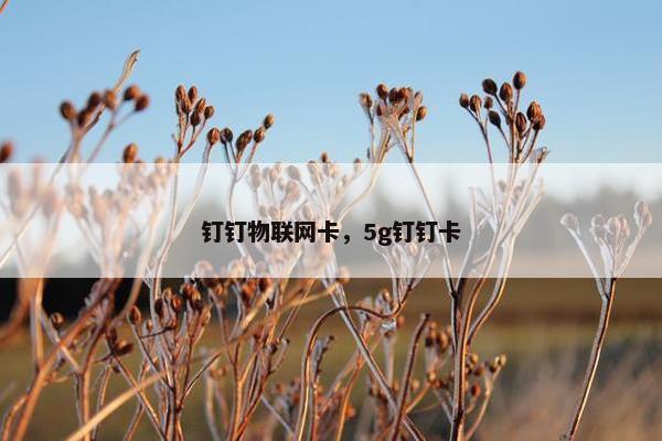 钉钉物联网卡，5g钉钉卡