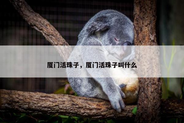 厦门活珠子，厦门活珠子叫什么