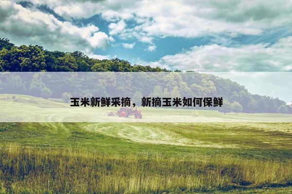 玉米新鲜采摘，新摘玉米如何保鲜