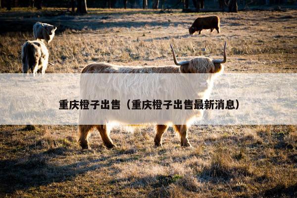 重庆橙子出售（重庆橙子出售最新消息）
