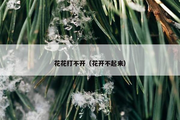 花花打不开（花开不起来）