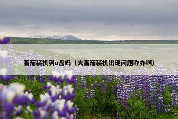 番茄装机到u盘吗（大番茄装机出现问题咋办啊）